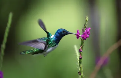 Costa Rica