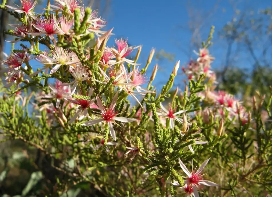 fleurs