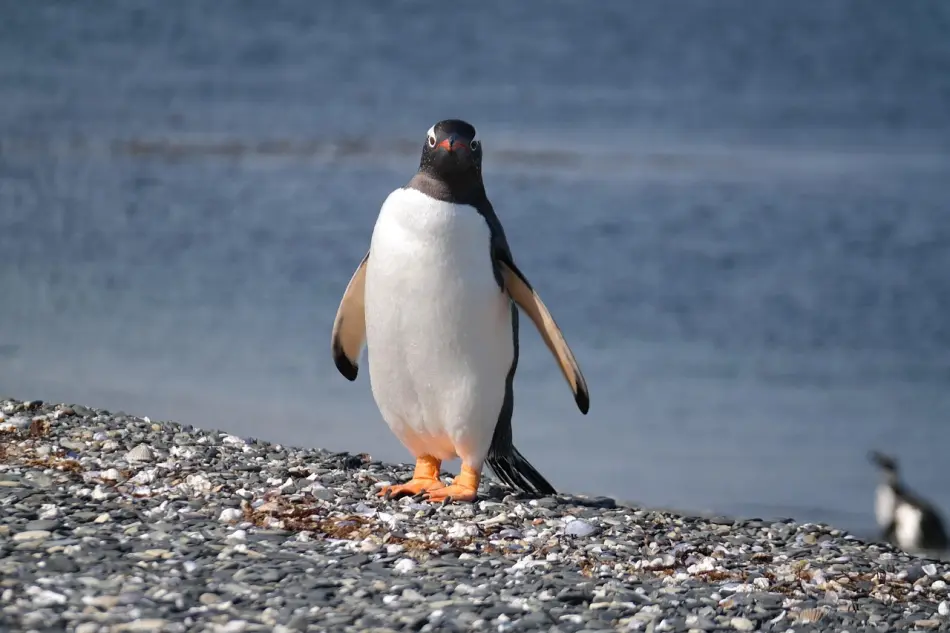 Antarctique