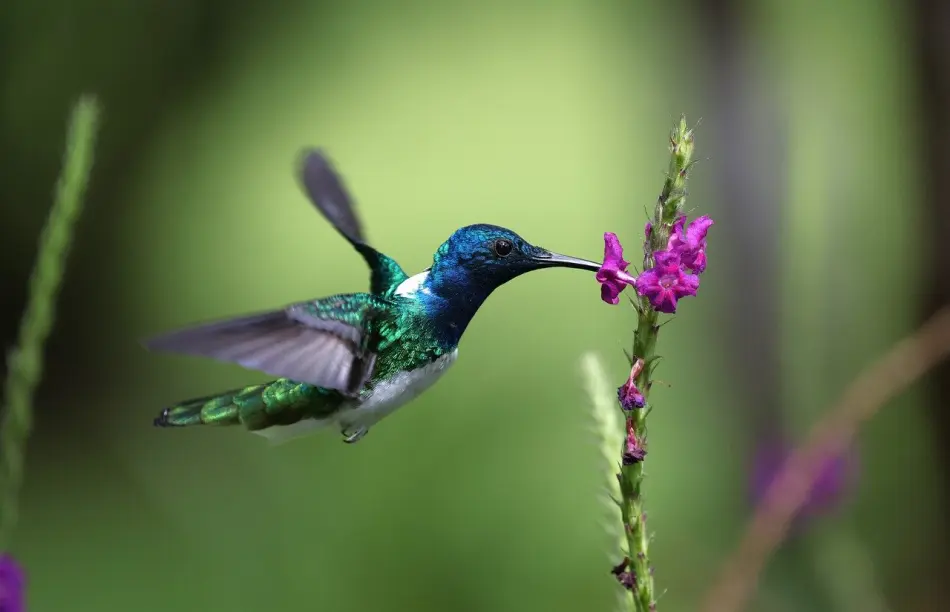 Costa Rica
