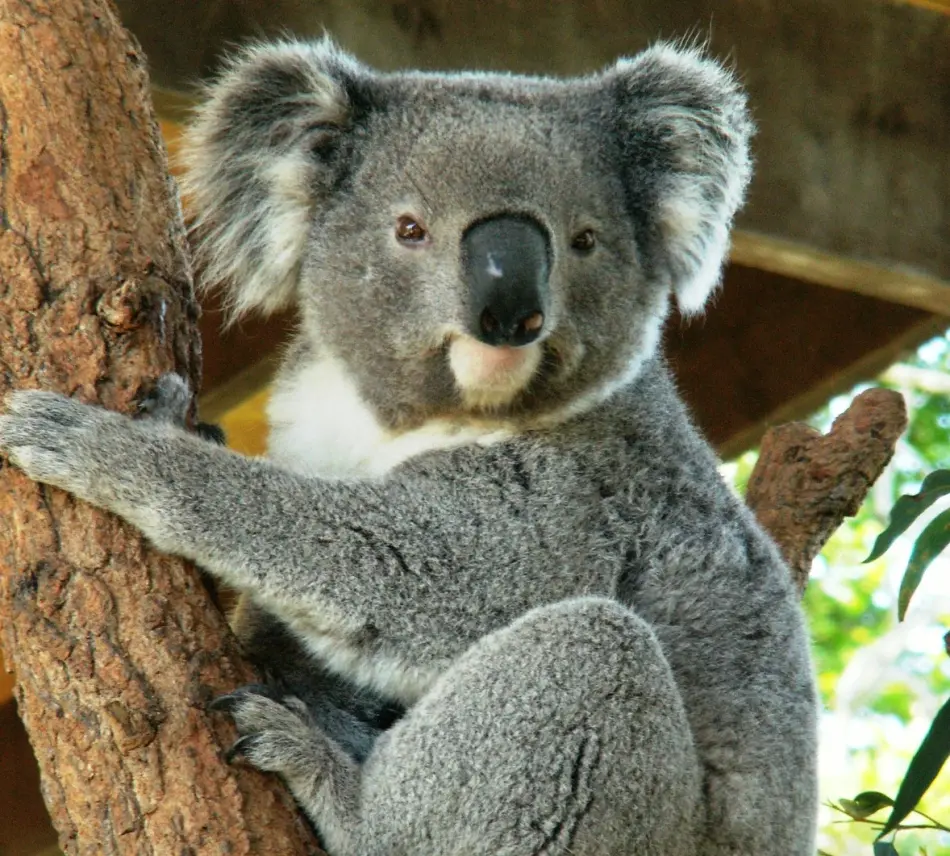 Koala