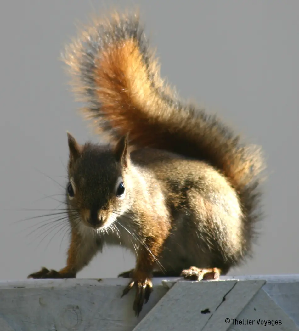 Ecureil