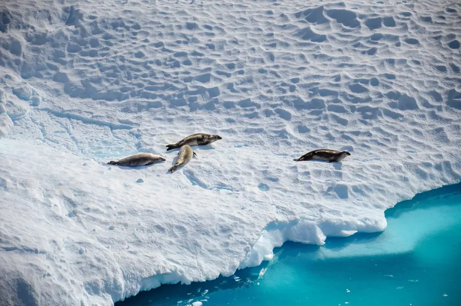 Antarctique
