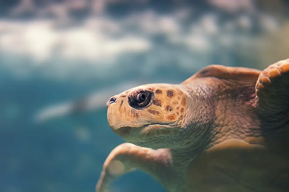 tortue