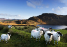Irlande moutons