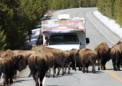 Bison route 66