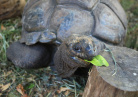 Tortue aux Seychelles