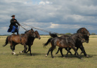 spectacle à cheval