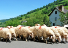 Moutons
