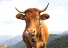 Vache française