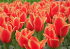 Pays bas tulipes