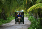 Calèche Seychelles