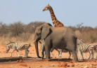 Animaux savane