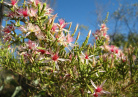 fleurs