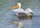 Pelican 