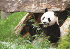 Beauval panda