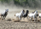 Parc equestre des freres lazar
