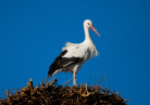 Cigogne