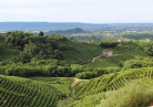 Vignoble Italie