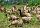 Elevage de canards