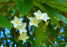 Fleurs de Tahiti