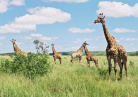 girafe dans le parc Kruger