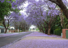 allée de jacarandas