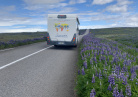 Camping car lupins Islande