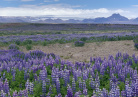 Plaine lupins Islande