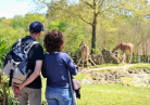 Girafes Beauval