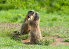 marmottes