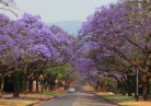 Afrique Australe