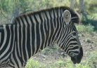 Afrique Australe
