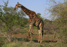 Afrique Australe