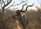Afrique Australe