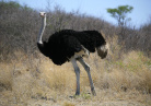 Afrique Australe