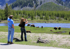 Yellowstone