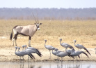 Zebu