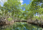 Samana mangrove