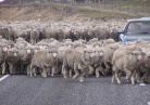 moutons en Nouvelle Zélande