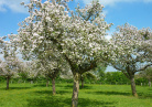 Pommiers en fleurs