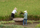 rizières en Chine