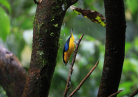 Costa Rica