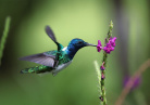 Costa Rica