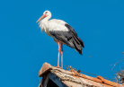Cigogne