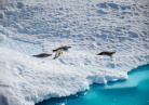 Antarctique 