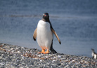 Antarctique 