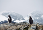 Antarctique 