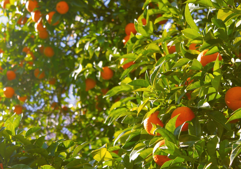 Andalousie oranges