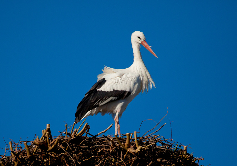 Cigogne
